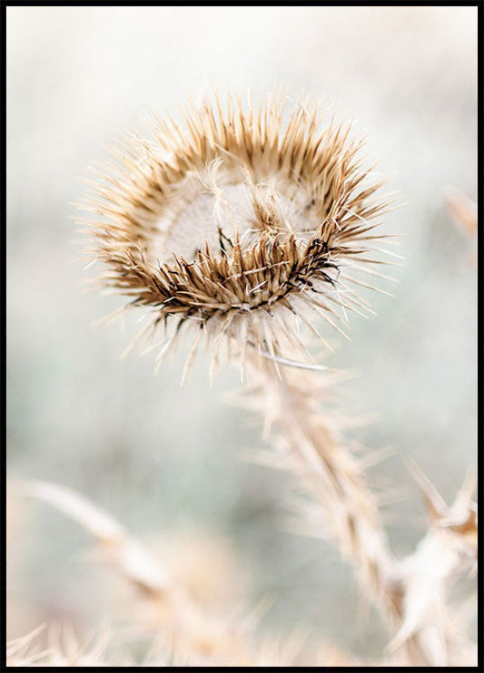 Dried Flower Cardo Plakat - Posterbox.no