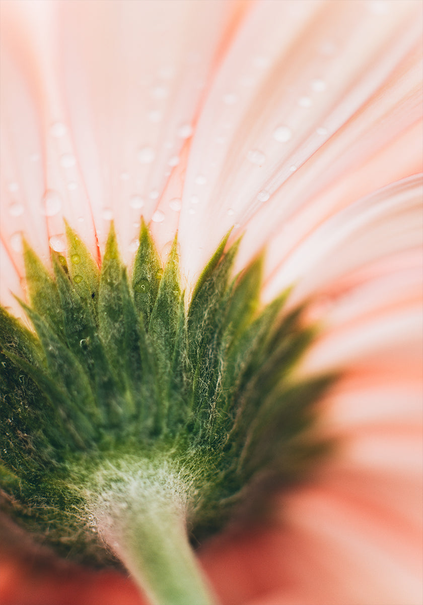 A close-up view of a delicate pink flower petal, with water droplets glistening on its surface.