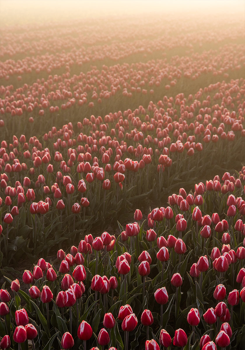 Field of Flowers 1 Poster