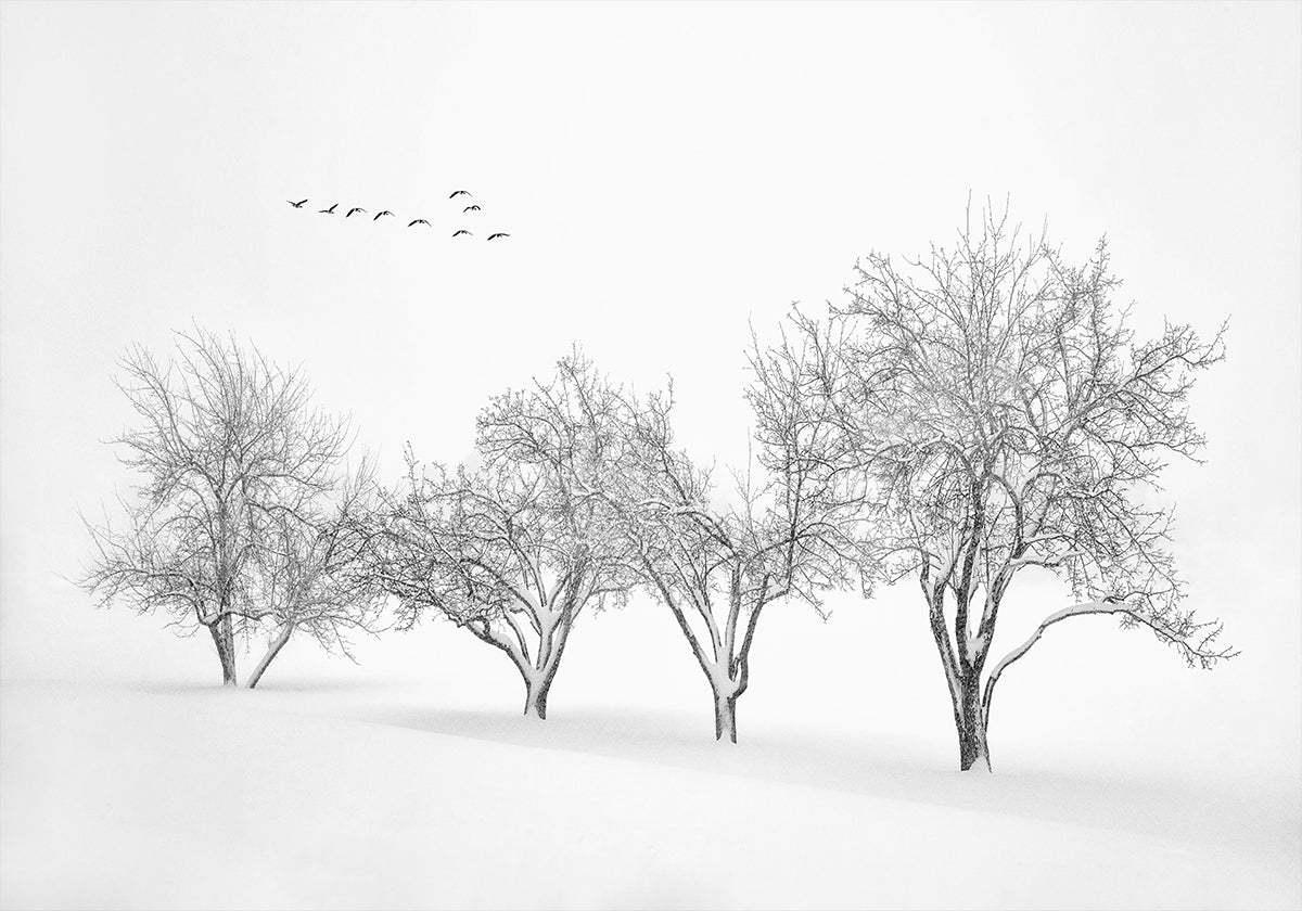 White World Poster