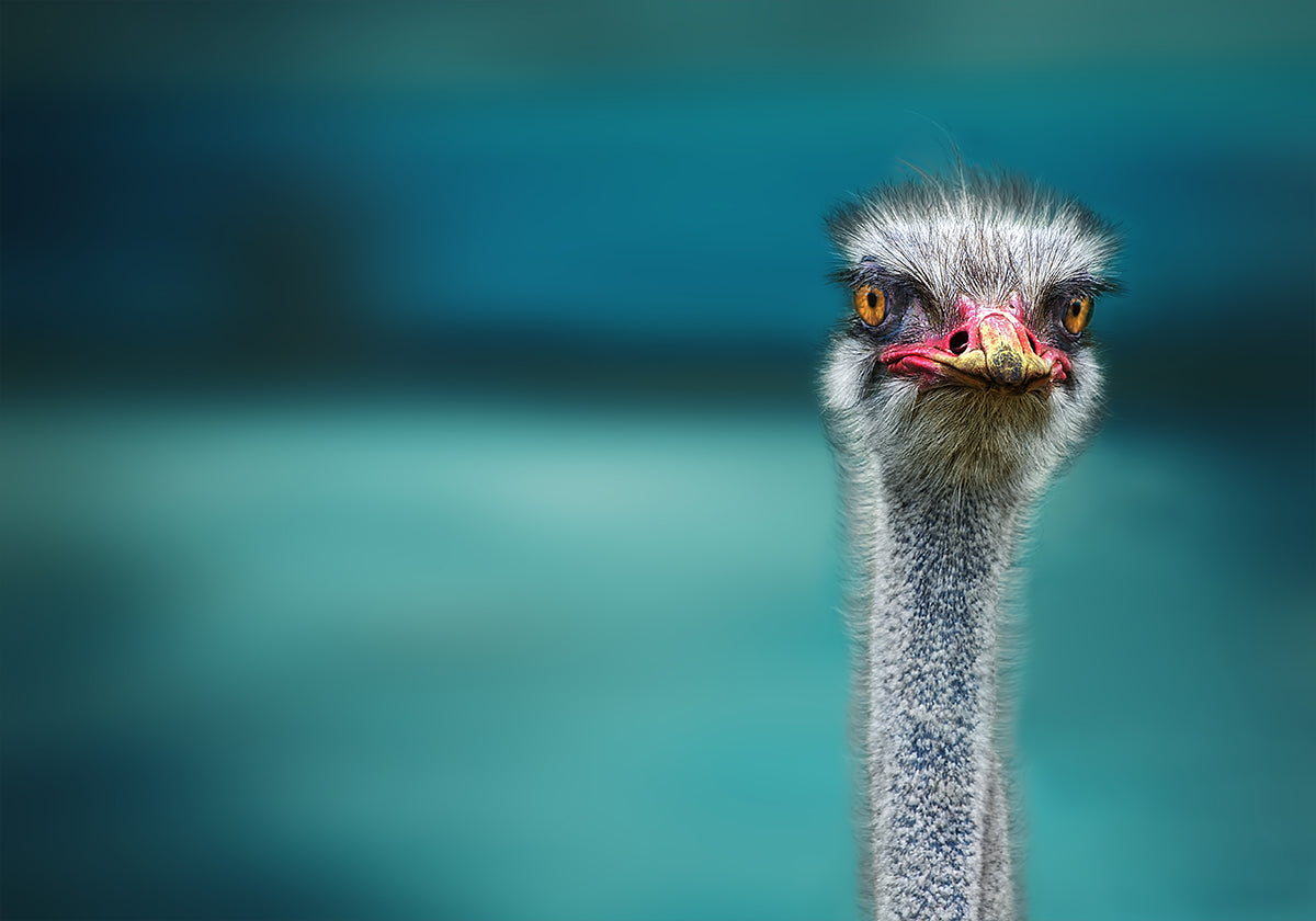 Ostrich Protecting two Poor Chicken from the Wind