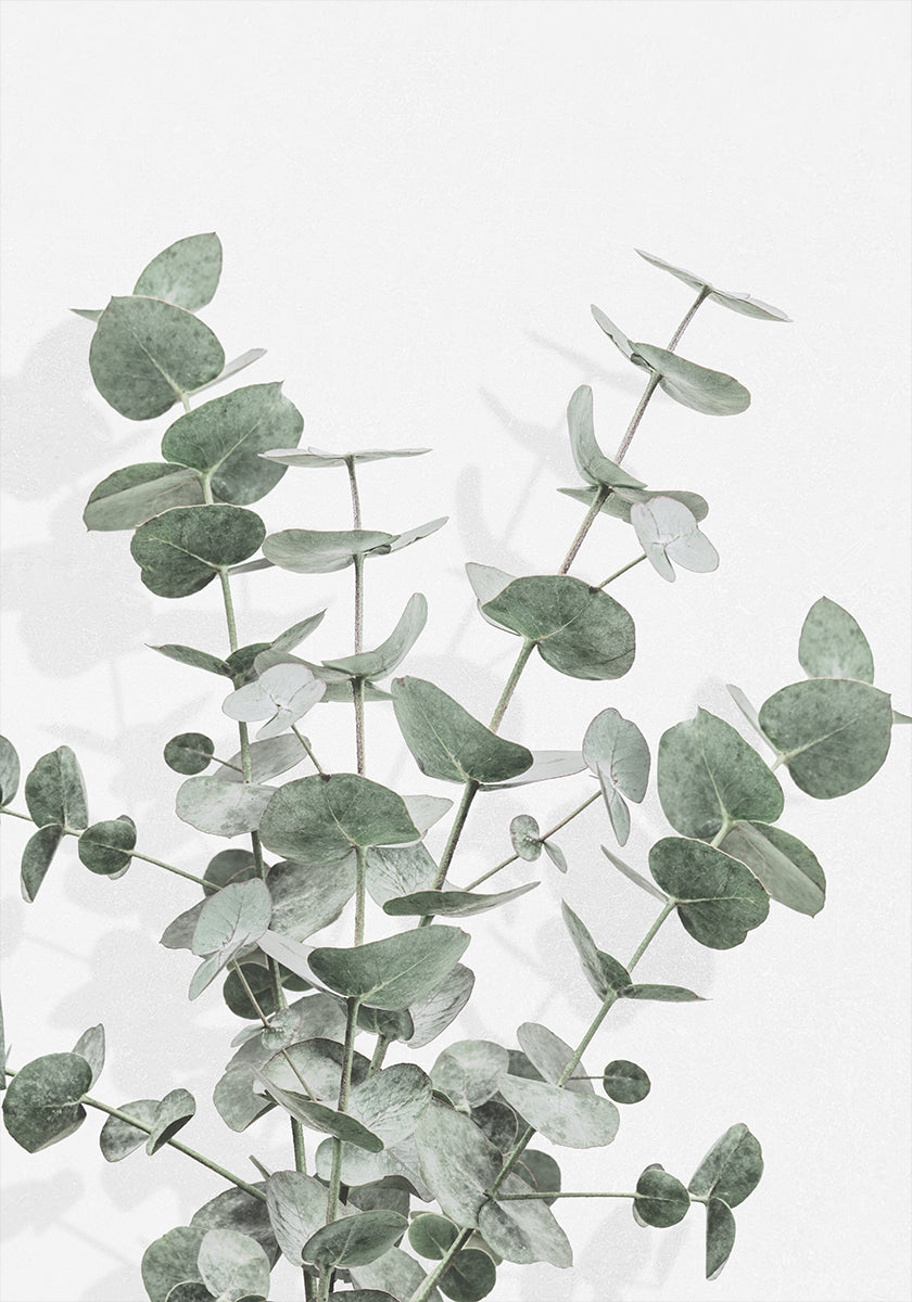 Eucalyptus Creative 16 Poster