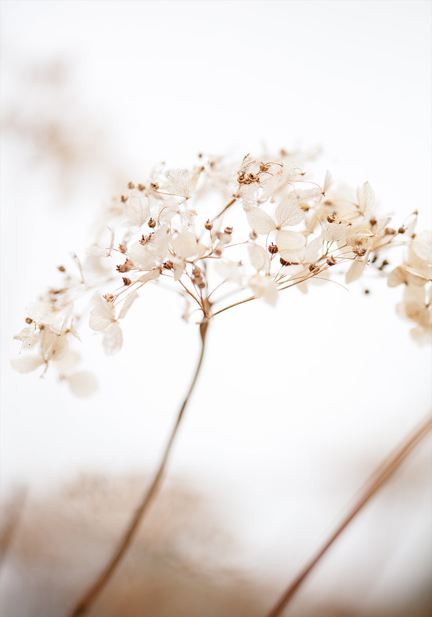 Soft dried flower_brown Poster