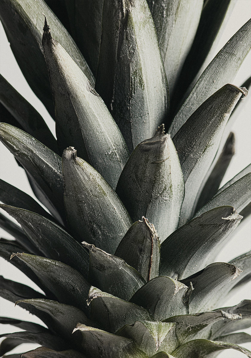 Pineapple close up Poster