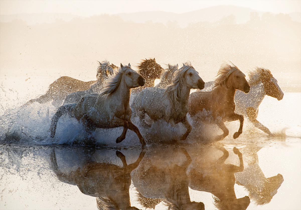 Horses Poster