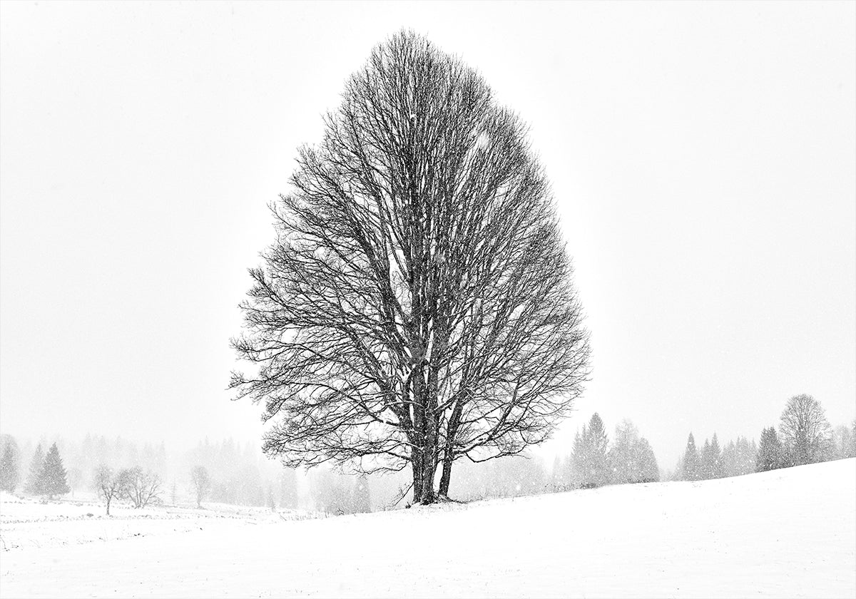 LONELY TREE Poster