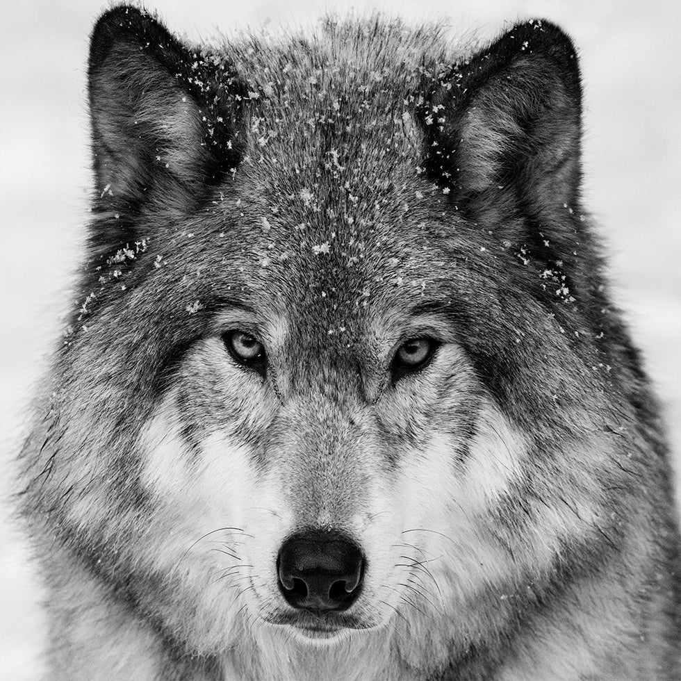 Wolf Portrait Poster