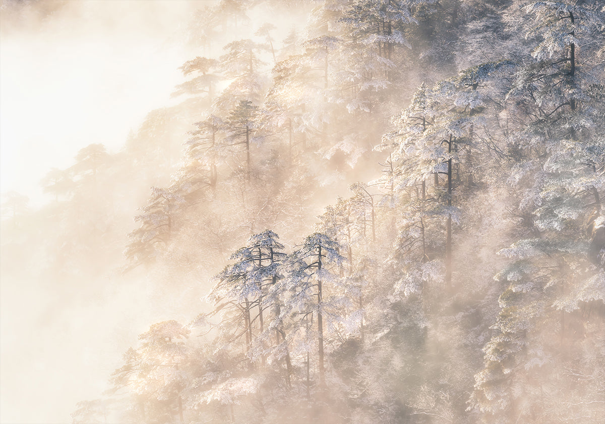 Pinus taiwanensis in the clouds. Poster