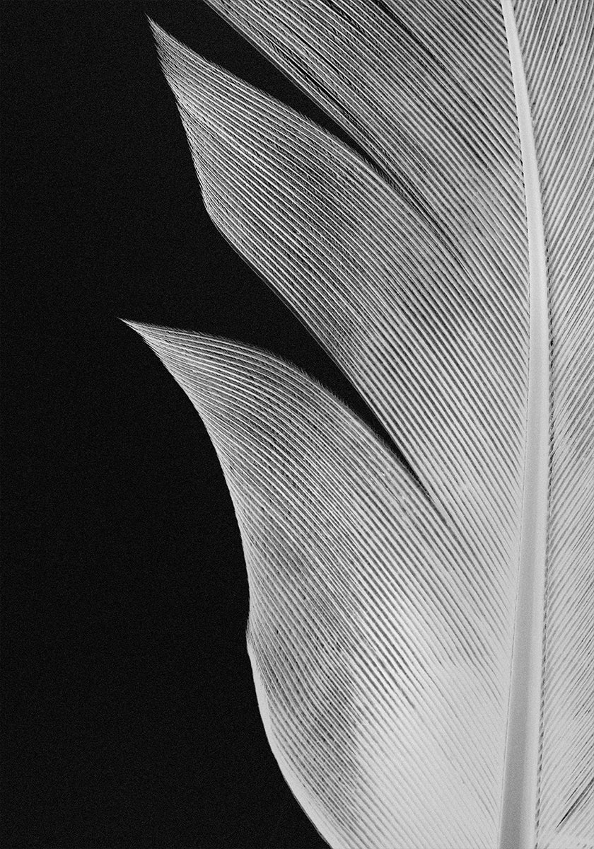 Feather No.5 Poster