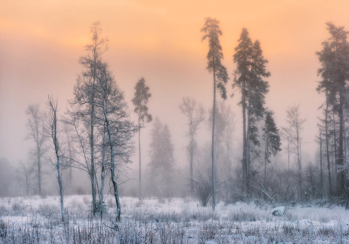 Frosty morning Poster