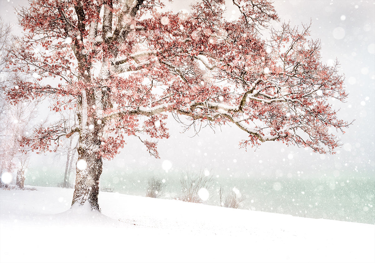 Snow at the lake Poster