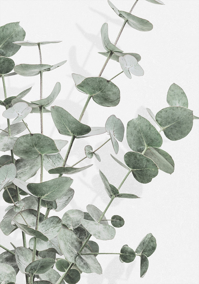 Eucalyptus No.3 Poster