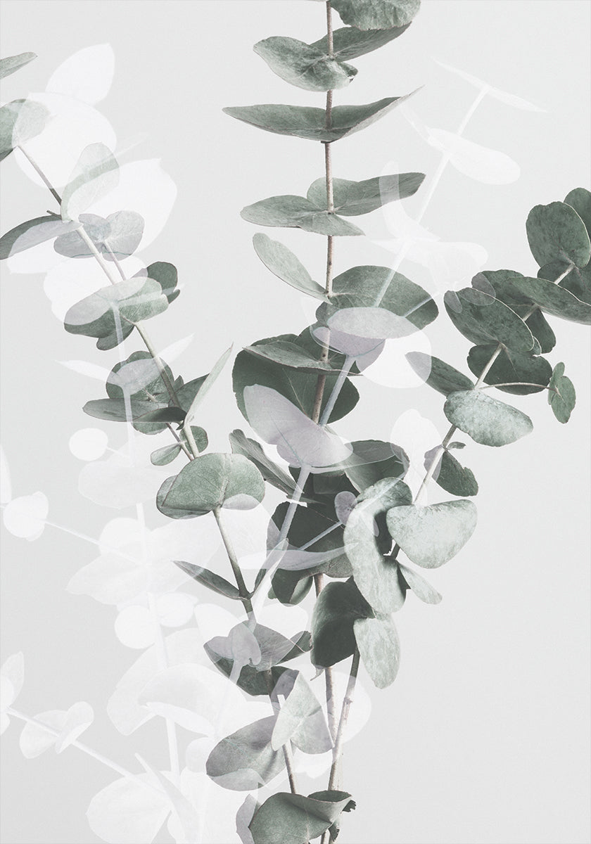Eucalyptus No.2 Poster