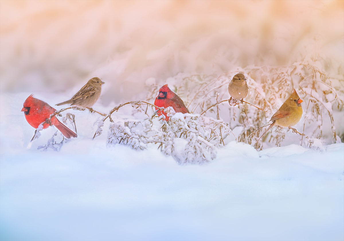 Snowy Morning  Party Poster