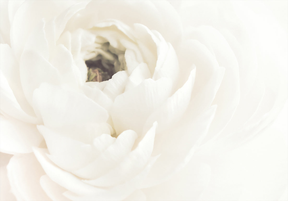 White Flower No.2 Poster