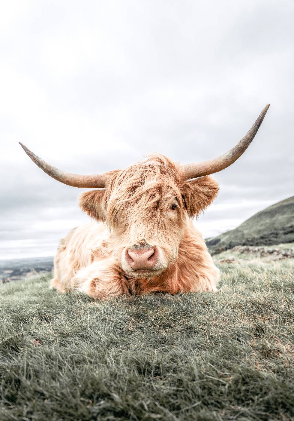 Highland Cow Chilling Poster