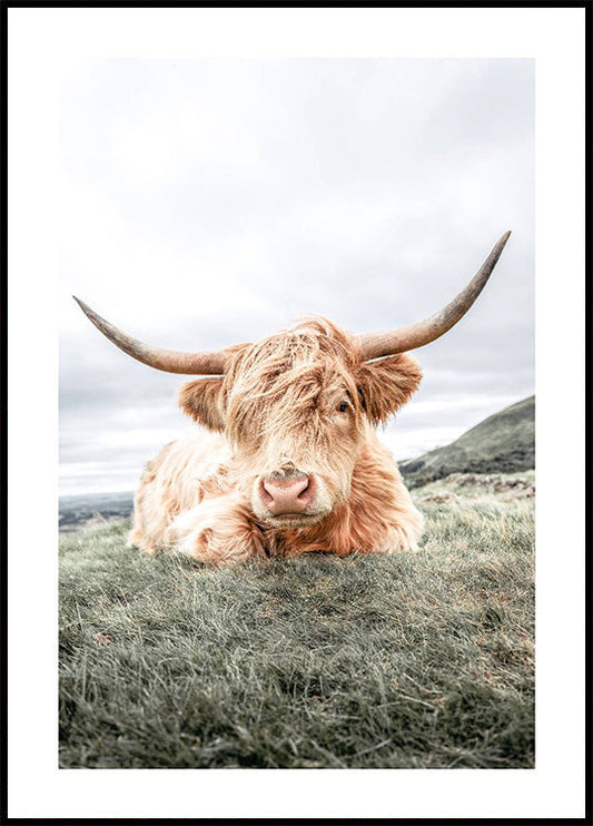 Highland Cow Chilling Poster