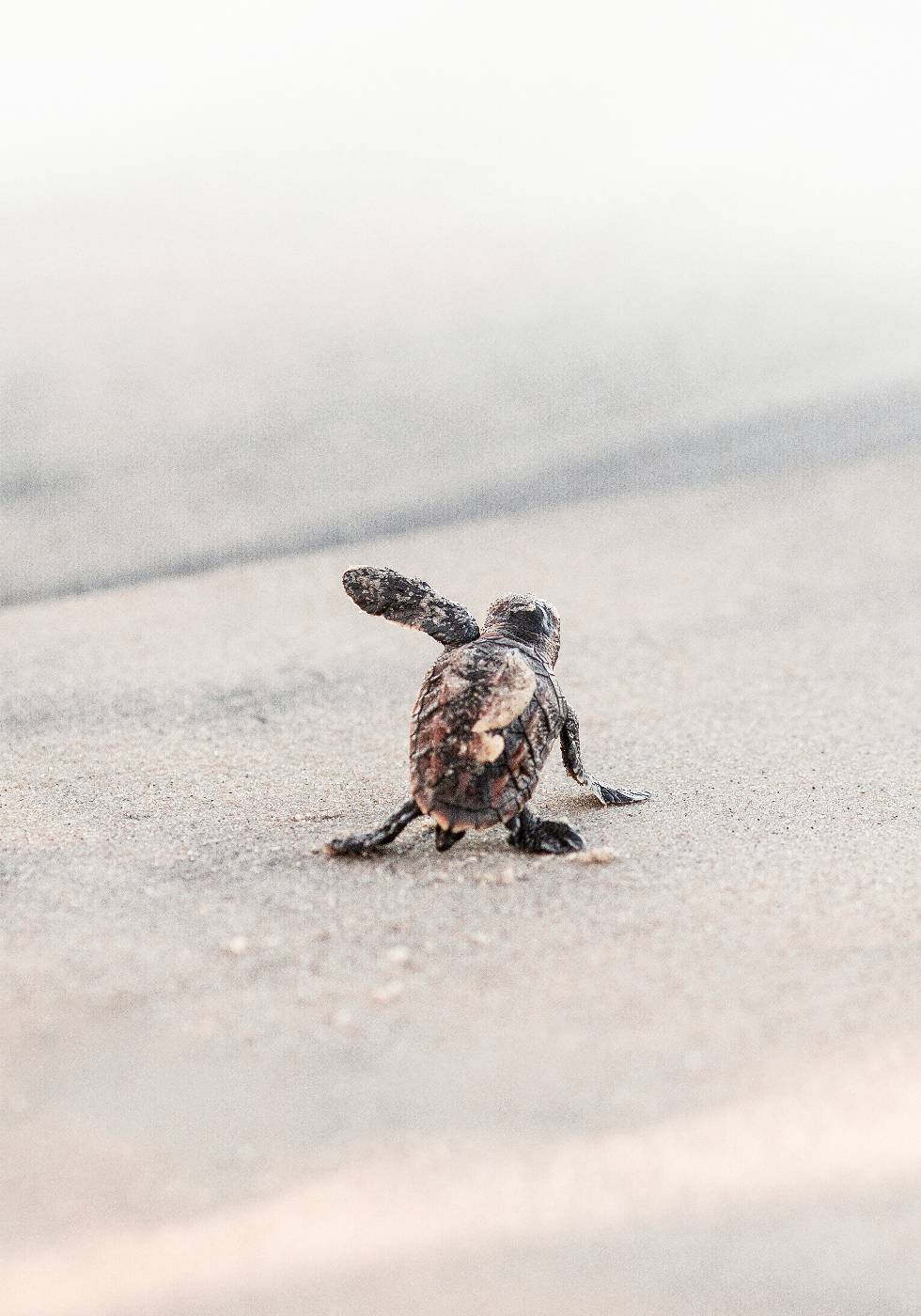 Newborn Sea Turtle Leaving The Nest Poster