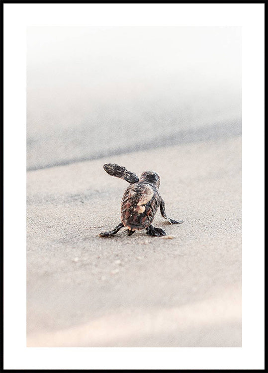 Newborn Sea Turtle Leaving The Nest Poster
