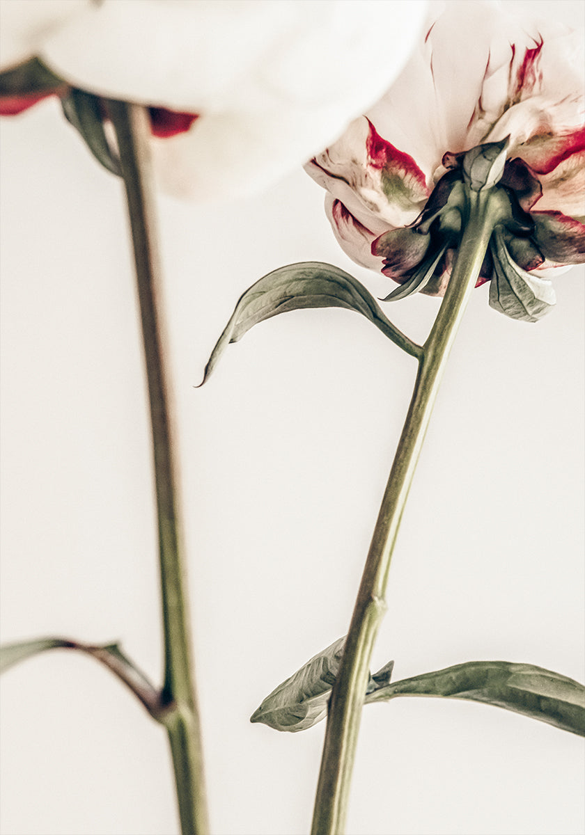 Peony 01