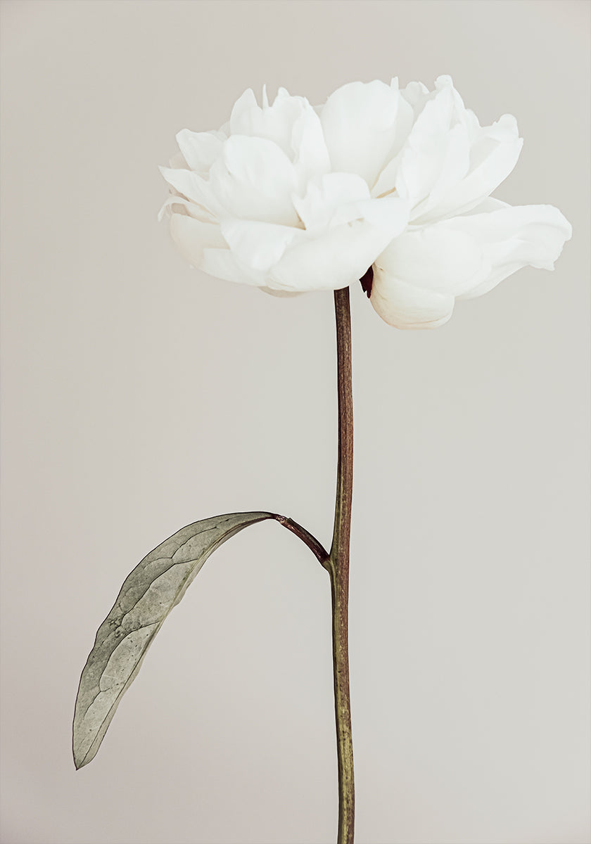 Peony 07 Poster