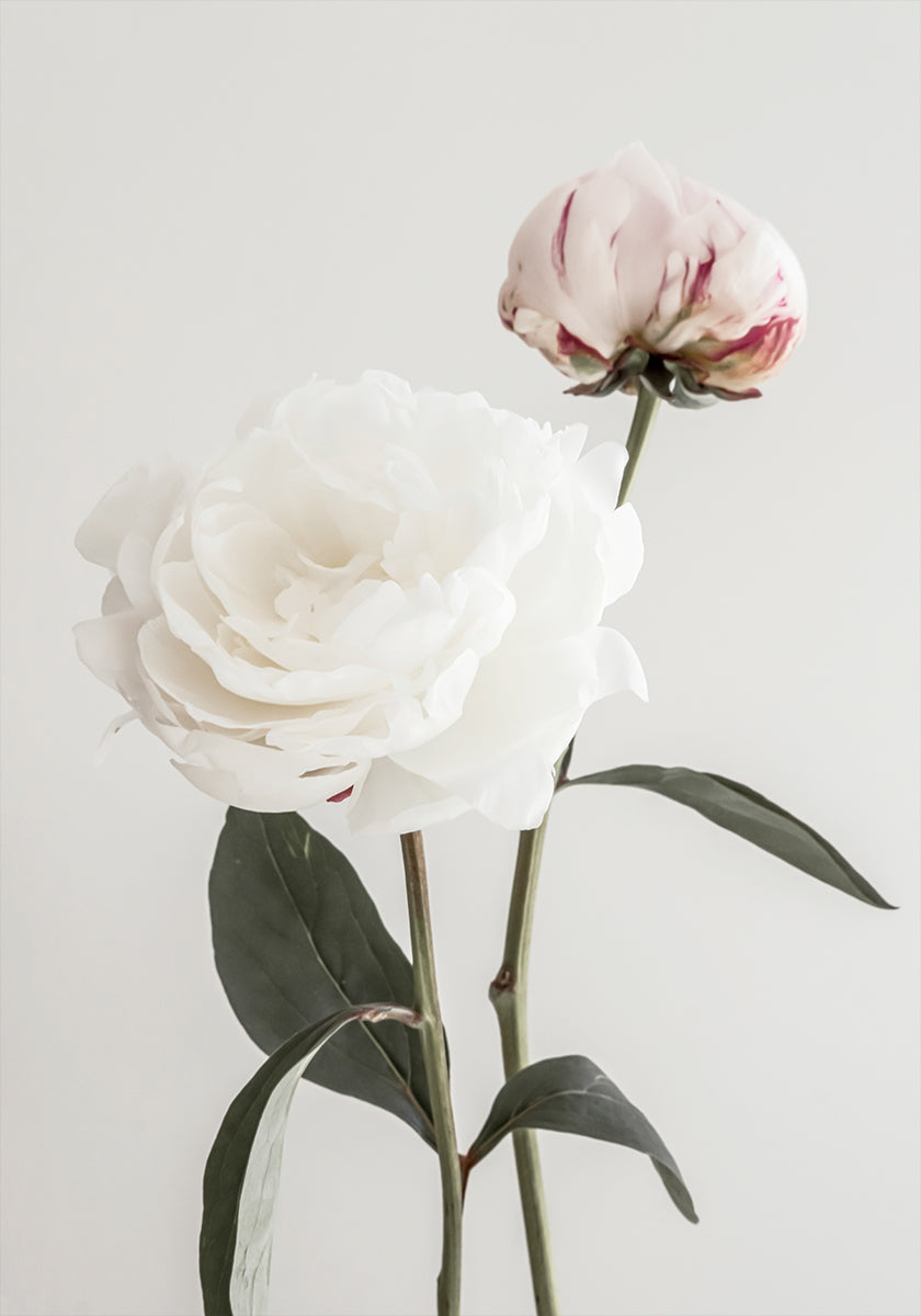 Peony 12