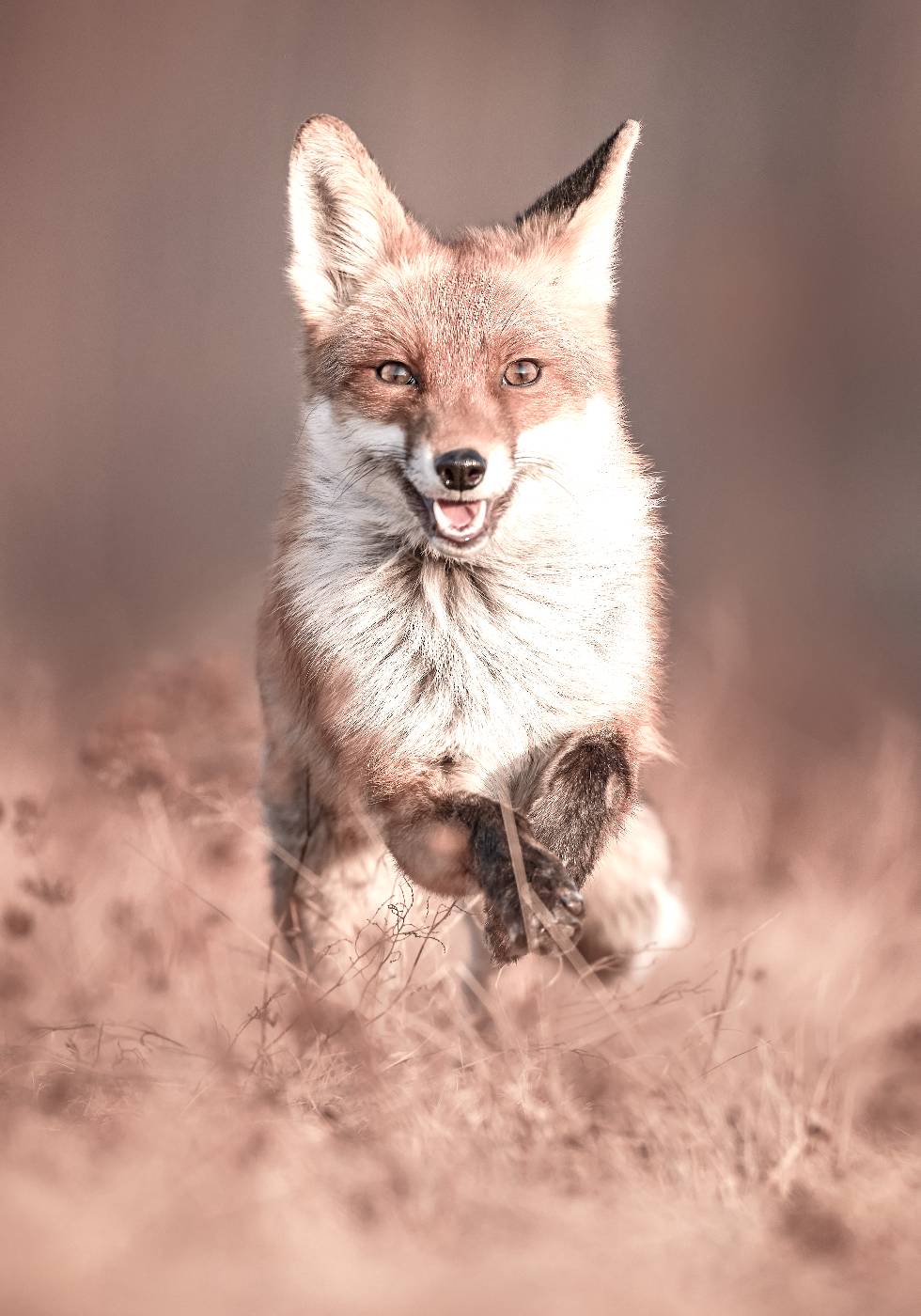 Smiling Fox Poster