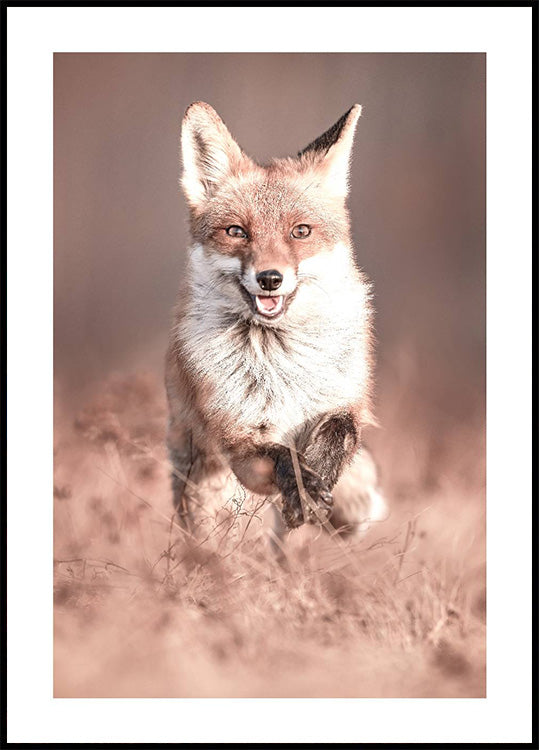 Smiling Fox Poster