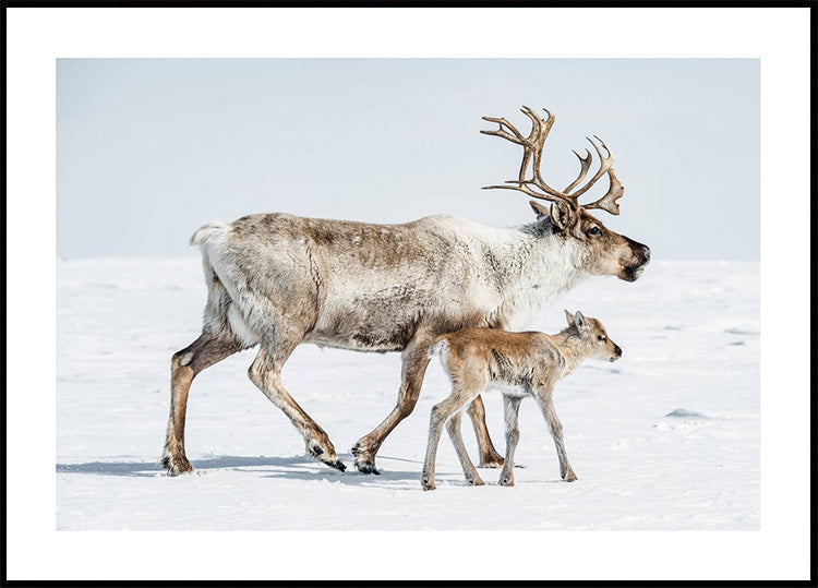 Reindeer With Offspring Poster
