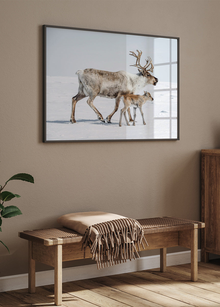 Reindeer With Offspring Poster