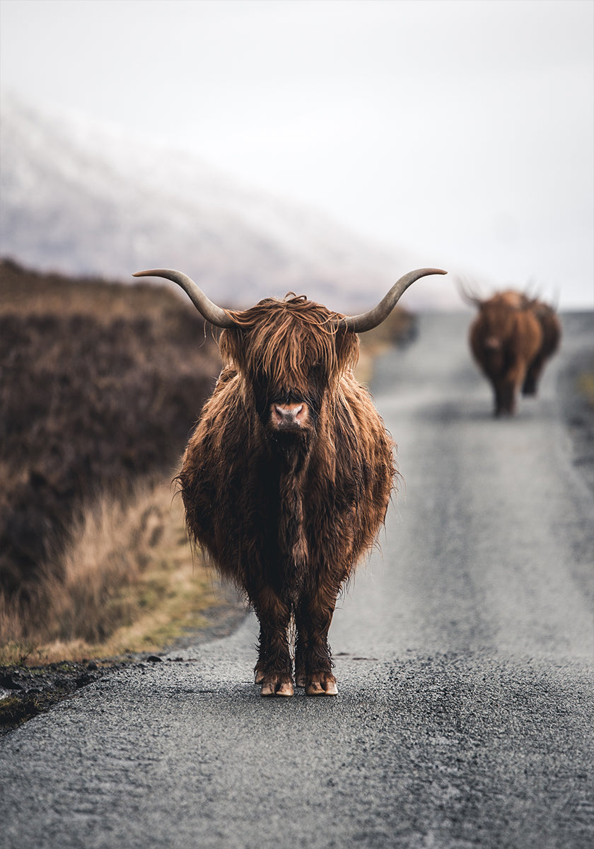 Cow Poster