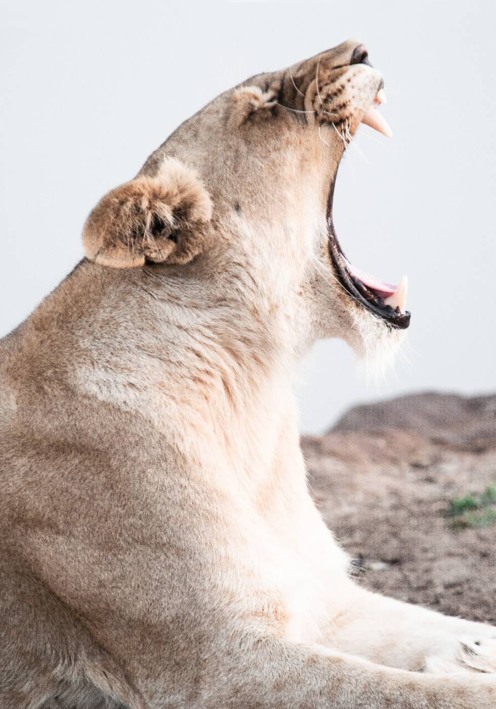 Lioness Roar Poster