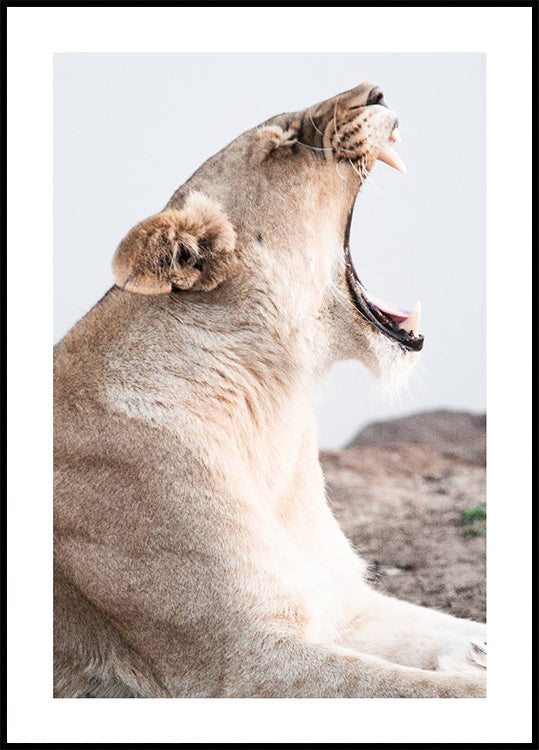 Lioness Roar Poster
