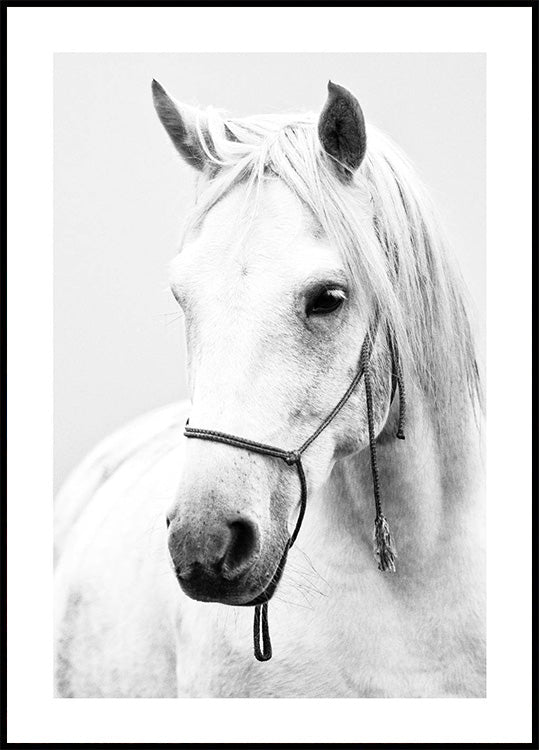 White Stallion Horse Poster