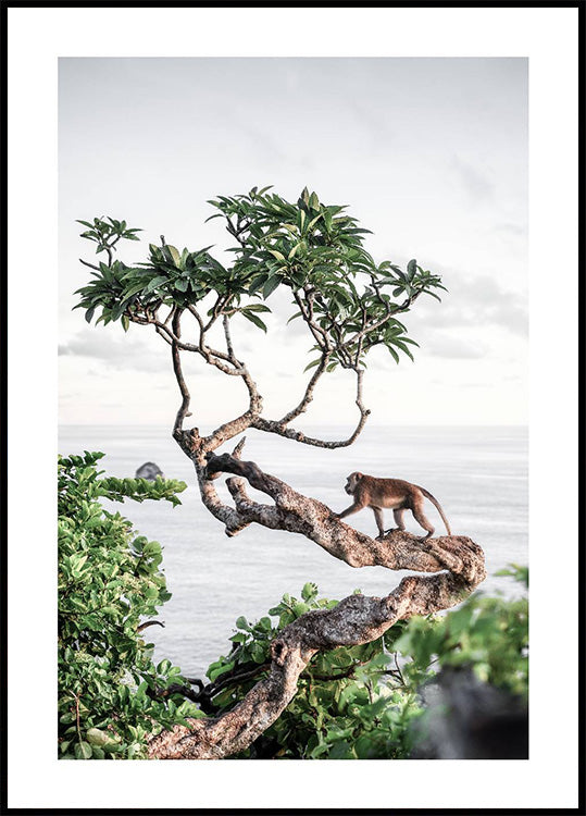 Monkey in Tree Poster