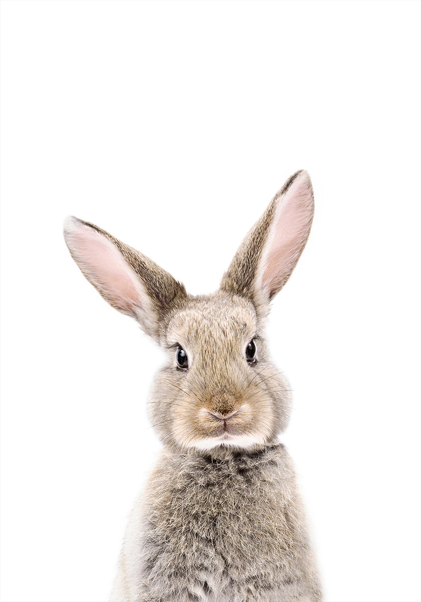 Baby Rabbit Poster