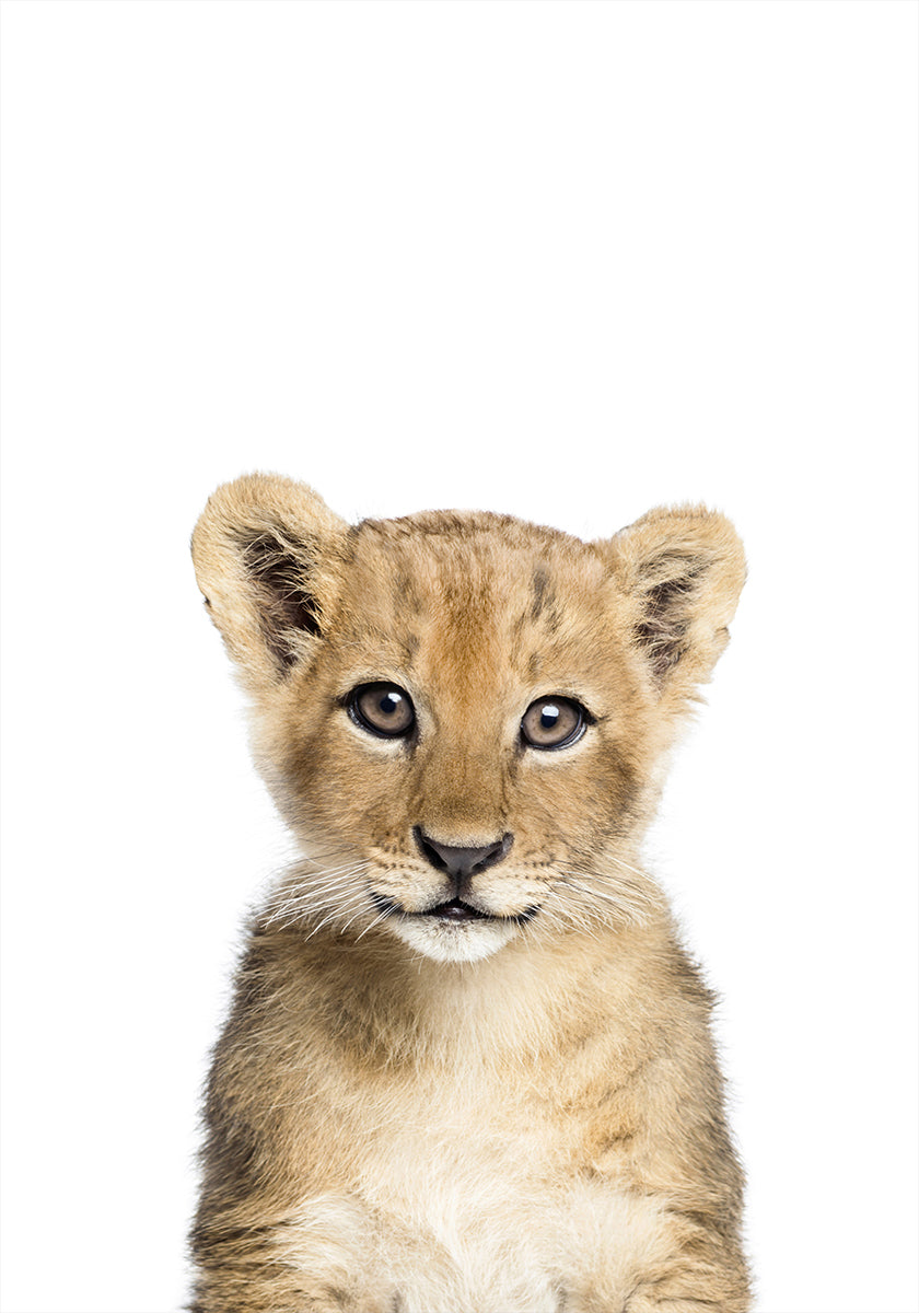 Baby Lion