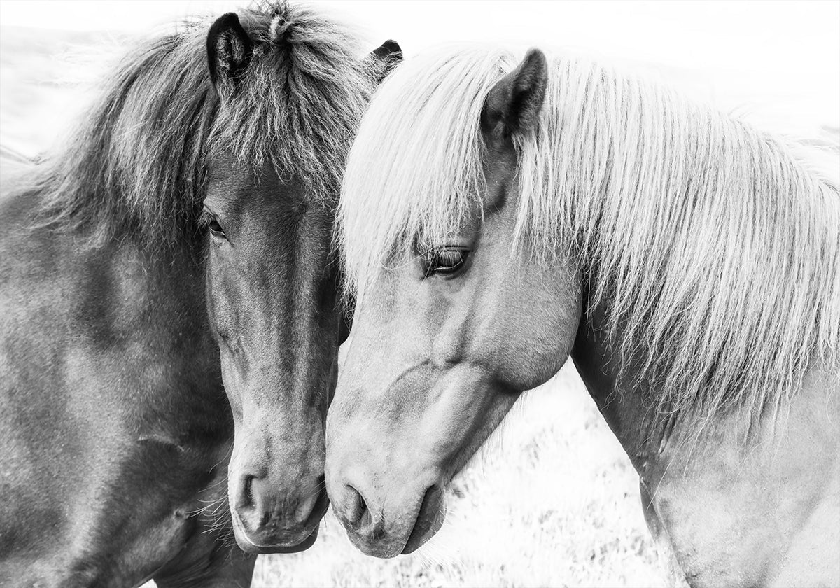 Horse Love Poster