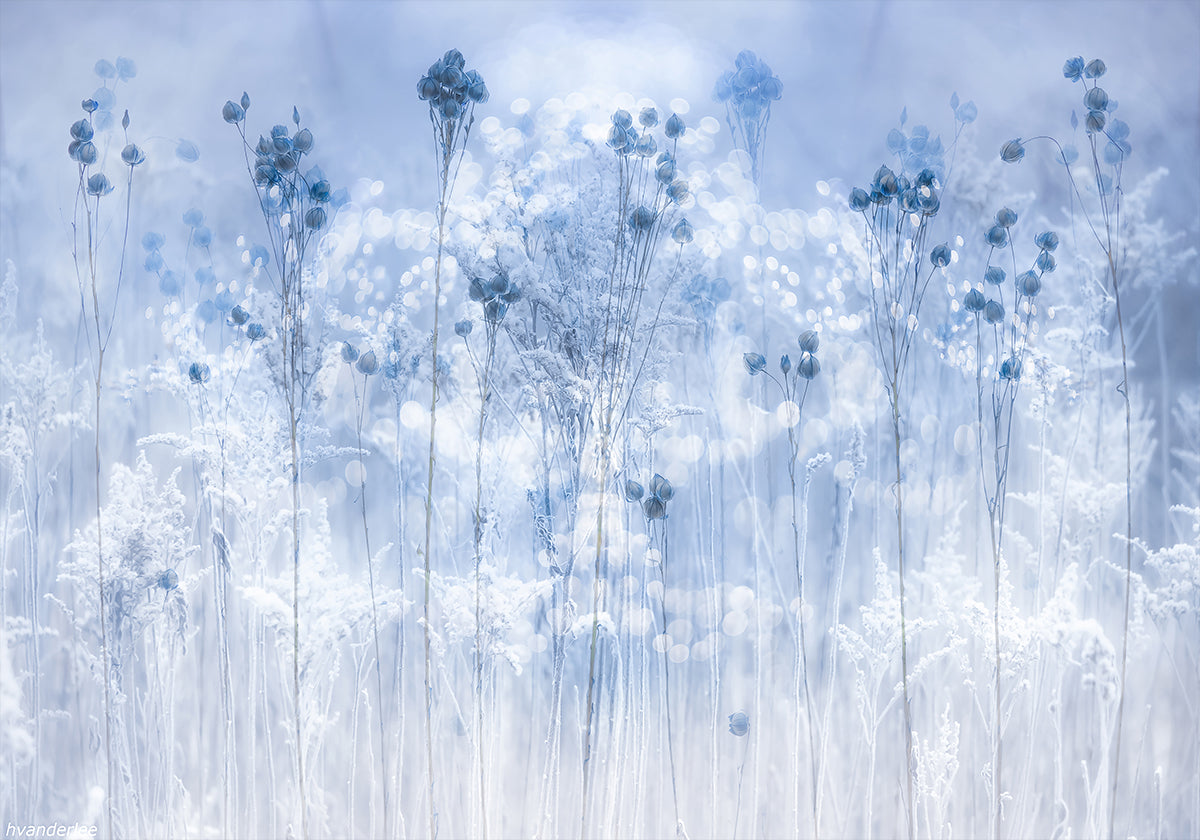 Icy blue Poster