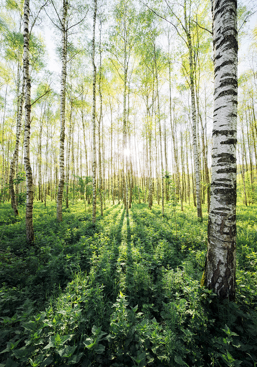 Birch Grove vertical