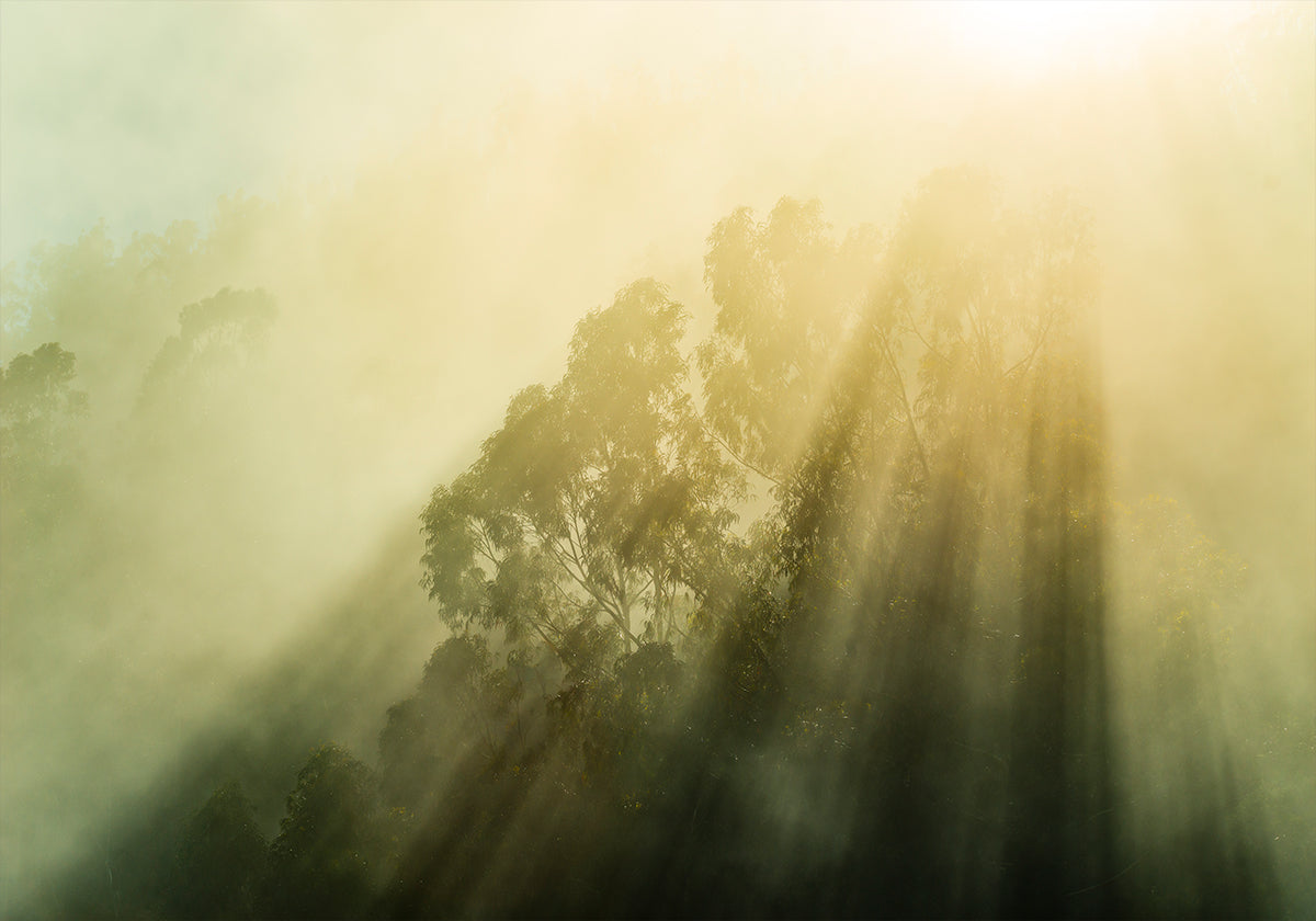 Foggy Woods III