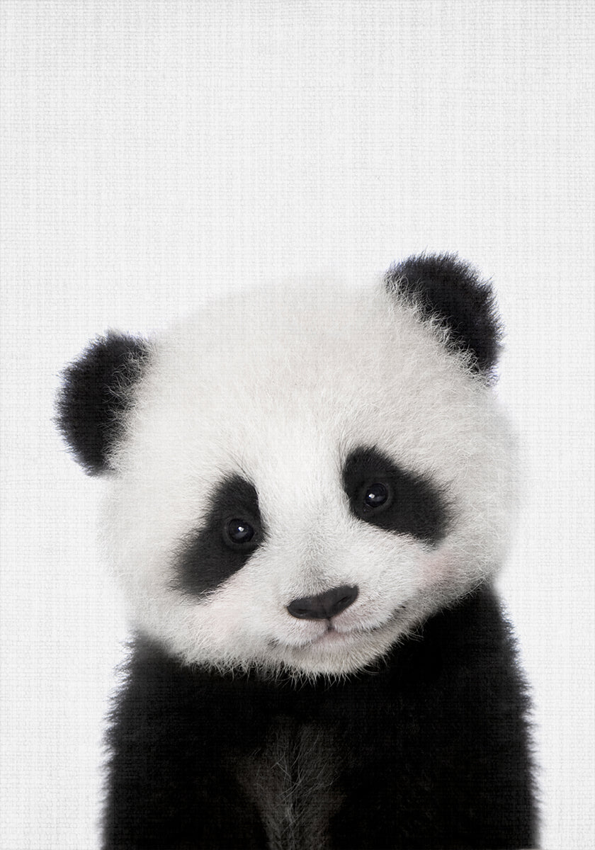 Peekaboo Baby Panda Poster