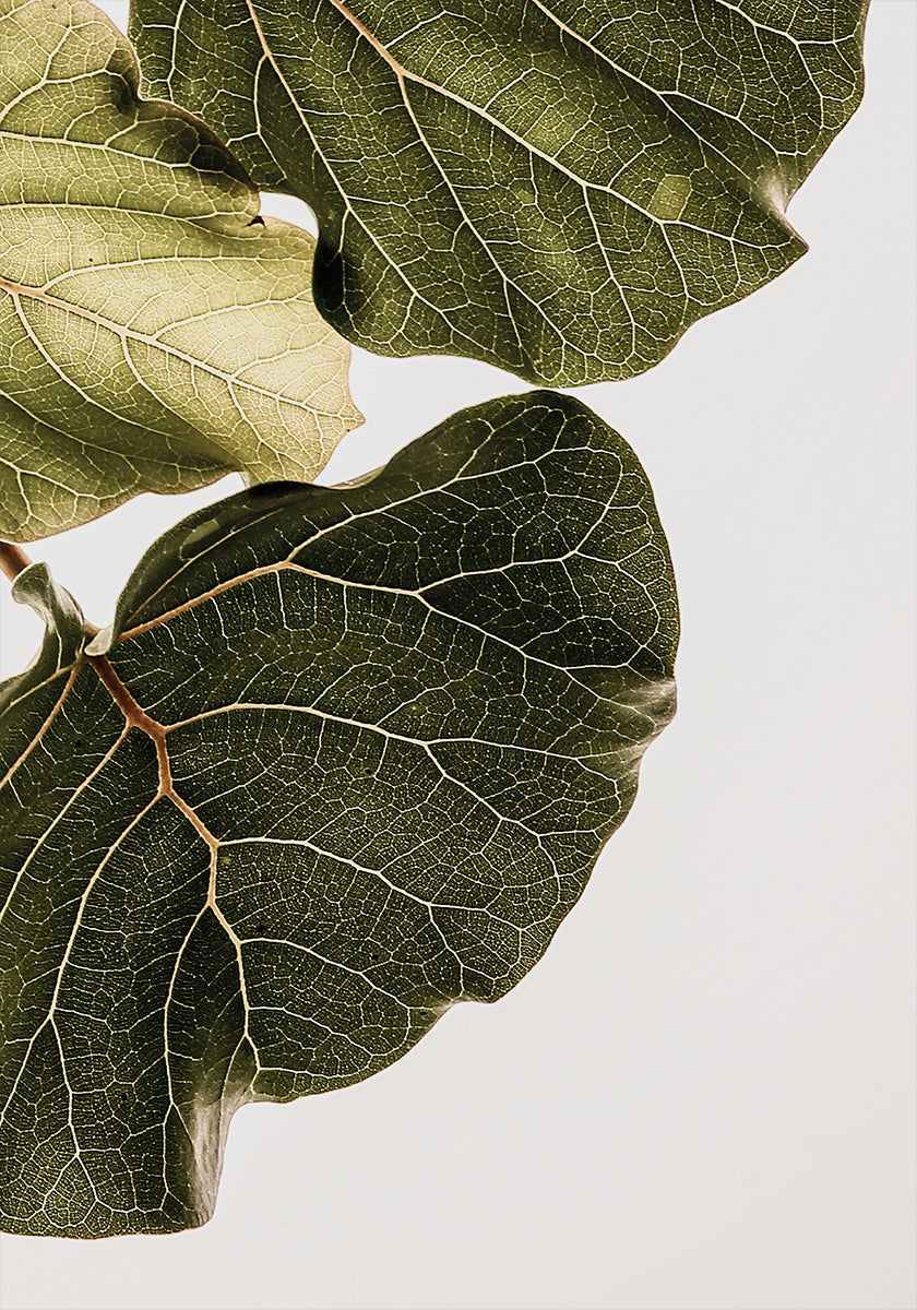 Leaf Veins Symphony Poster