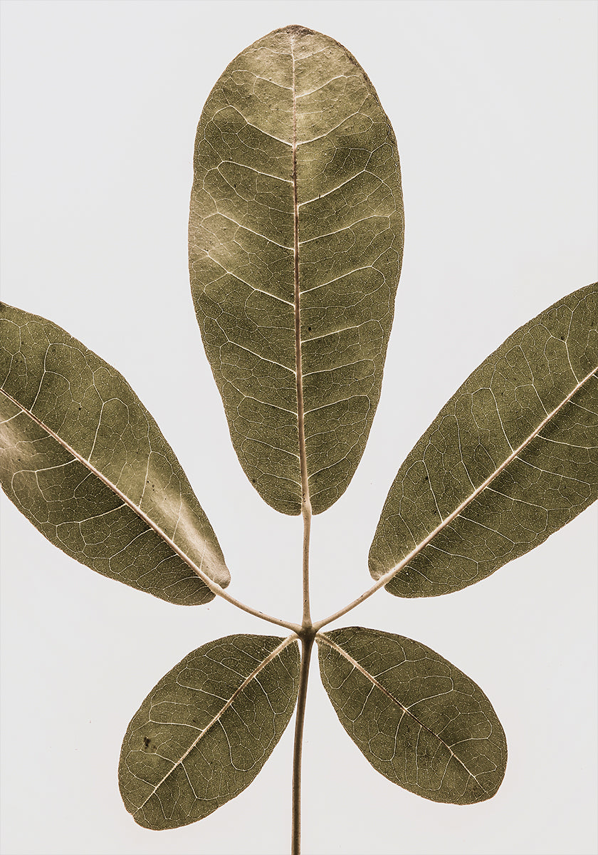 Five Leaf Harmony