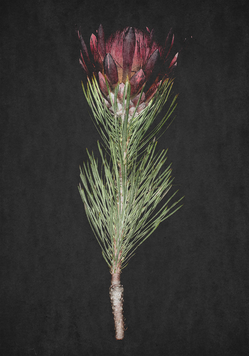Protea Serenity