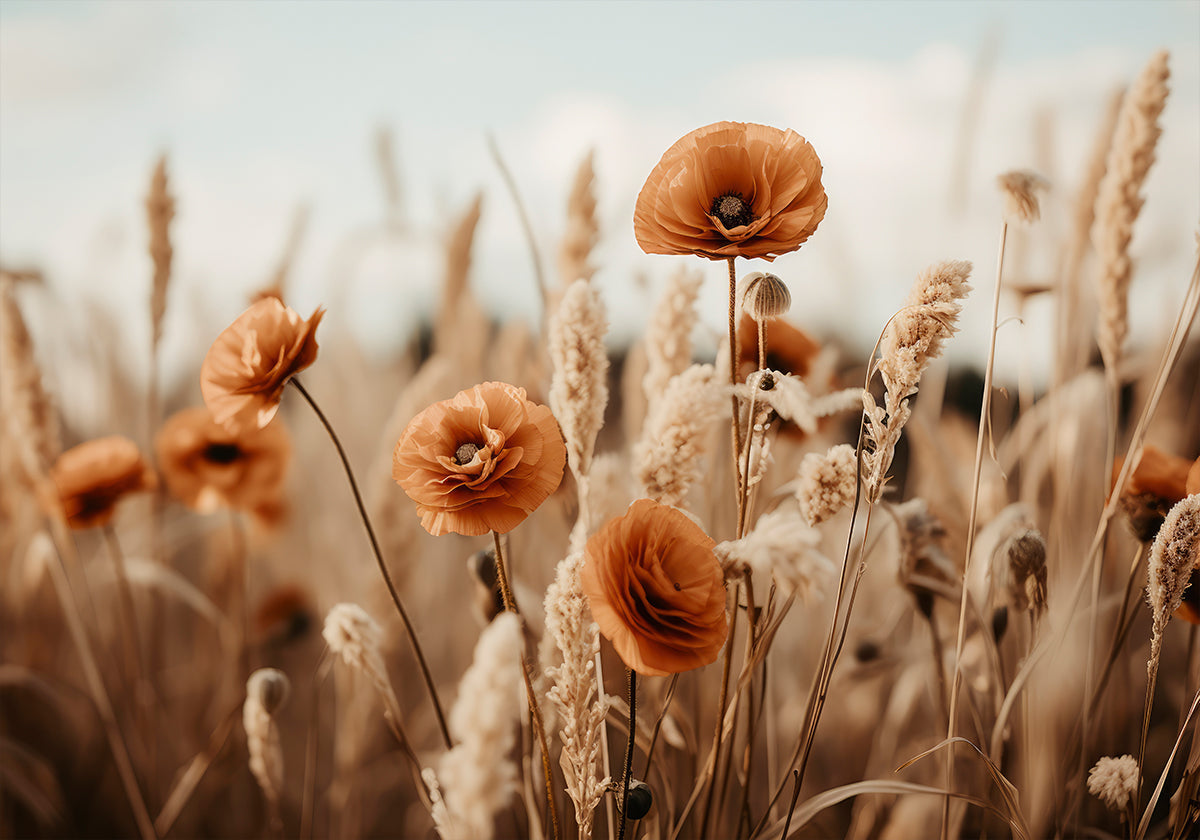 Poppies in Breeze