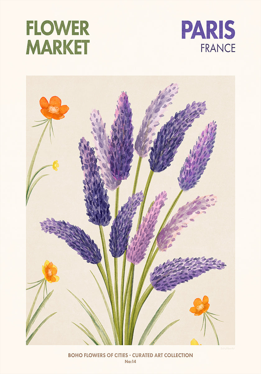 Lavender Blooms Poster
