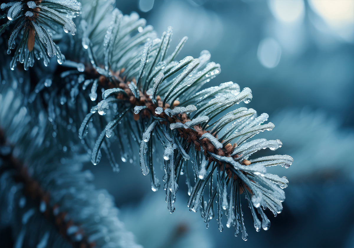 Frost-Kissed Pine Poster