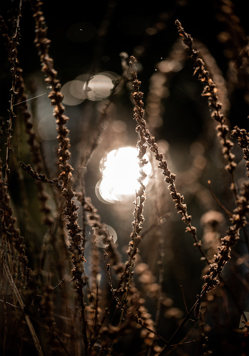 Autumn Lights 2