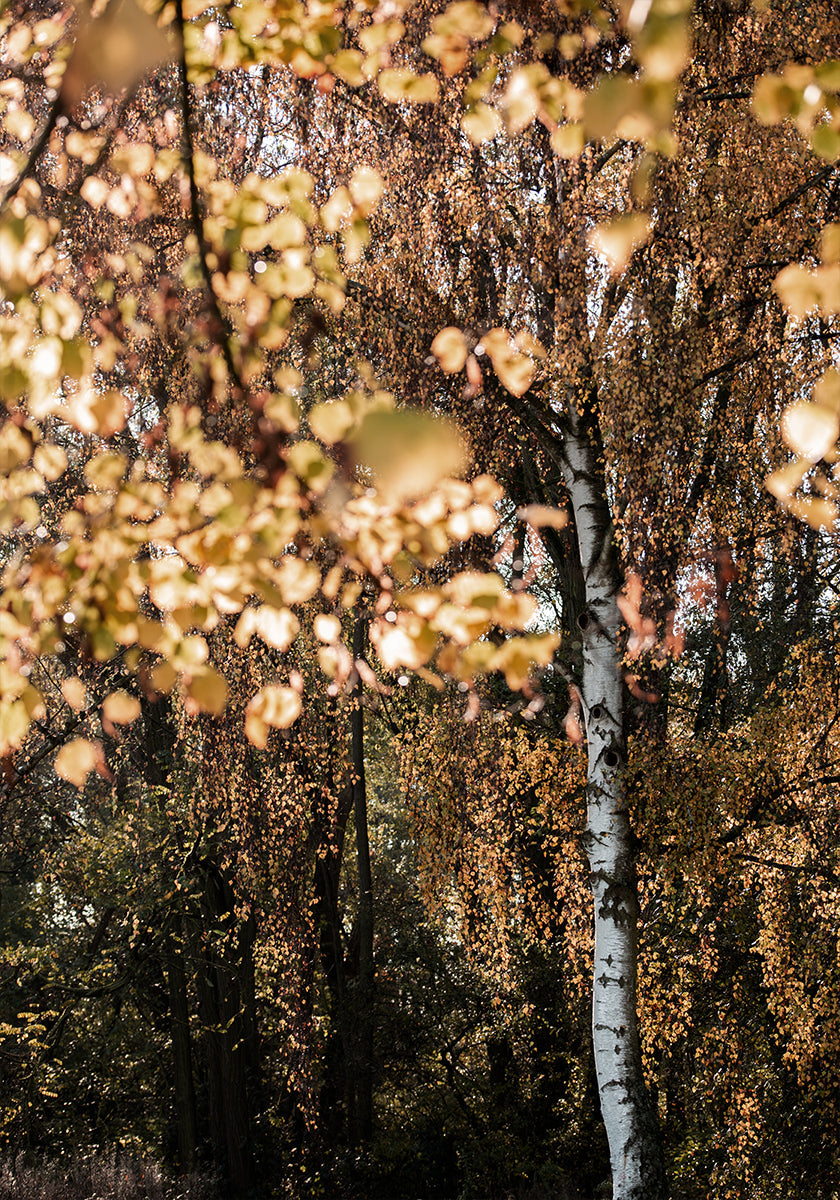 Autumn Birch Tree